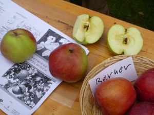Die Apfelsorte Berner Rosen ist gut für Norddeutschland geeignet, kommt aber nicht aus Berne sondern aus der Schweiz.